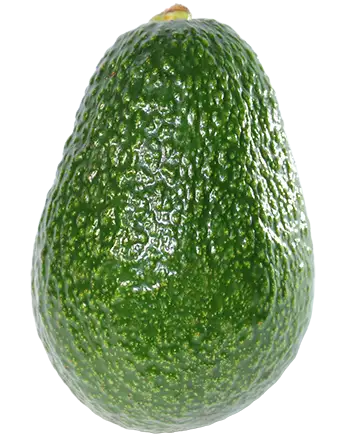 Aguacate Aventajado