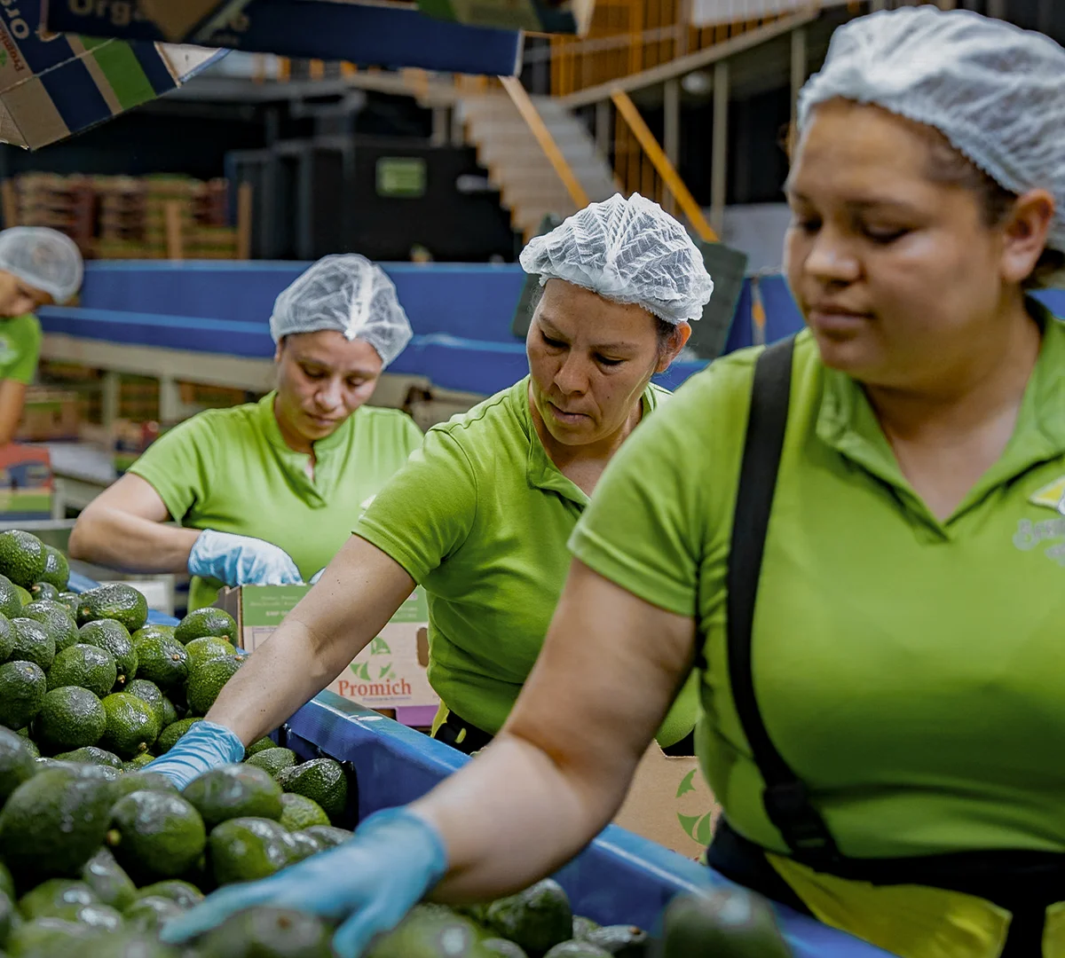 Personas empacando aguacate